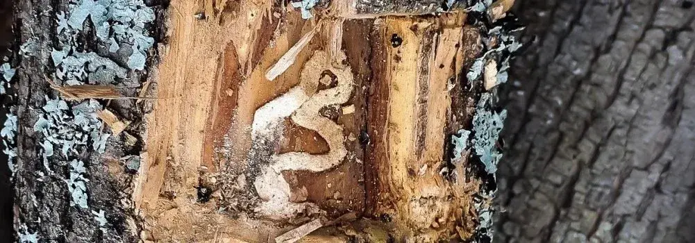 Emerald Ash Borer galleries exposed beneath the bark