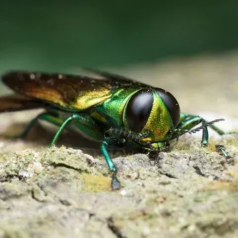 Close-up of an Emerald Ash Borer beetle