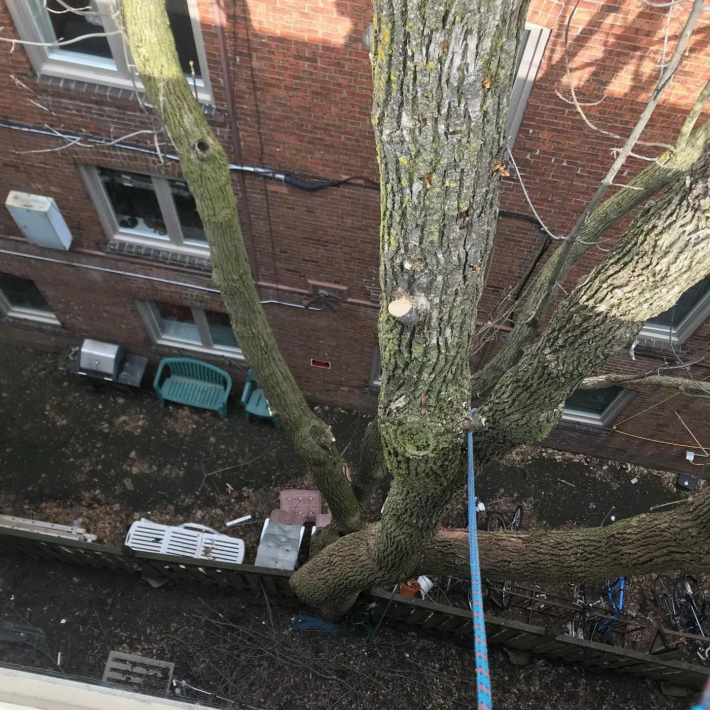 Rope-access arborist working above a courtyard tree