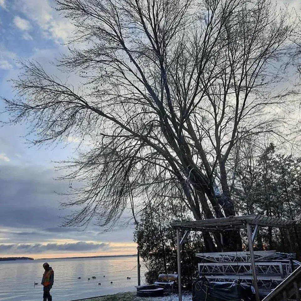 A large lakeside tree being managed over a waterfront structure