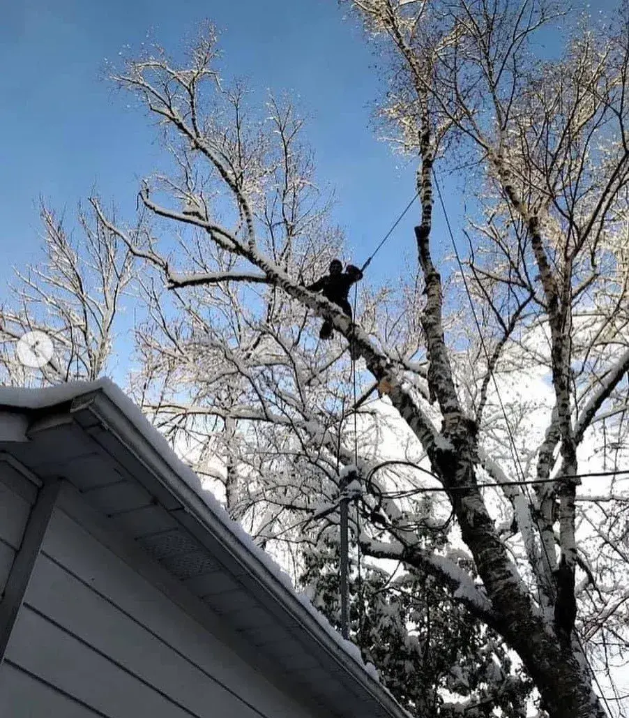 Arborist topping a tall tree on a clear day