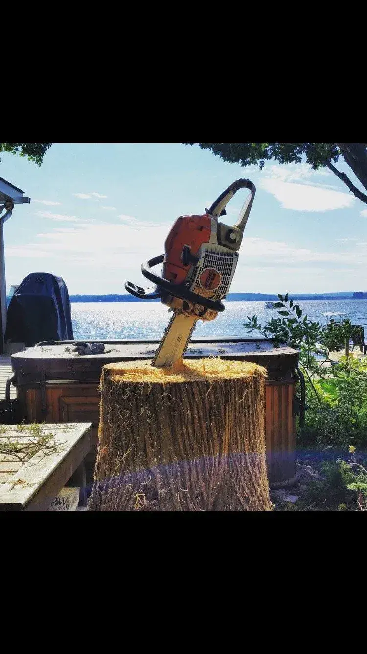 Chainsaw resting in a fresh stump beside the water